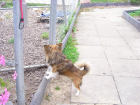 Chipsy...wo ist Joia? Chipsy...wo ist Joia?