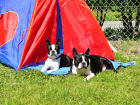 Sidnay und Duke Sidnay und Duke