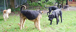 Rudelhaltung von Hunden