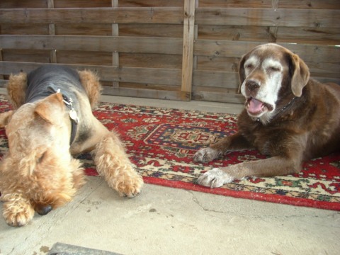 Ben und Pepe