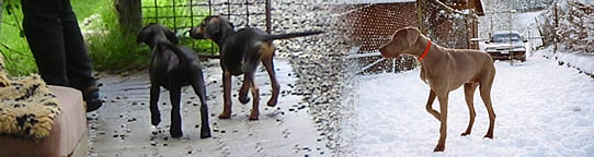 Hunde aus der Tierpension