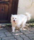 Spitz.jpg