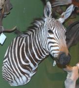 Zebrahaupt Afrika Zebrahaupt Afrika