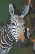 Zebra Haupt von vorne Zebra Haupt von vorne