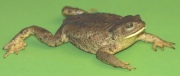 Erdkröte Erdkröte