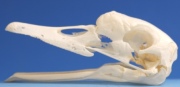 Schädel Schwan Schädel Schwan