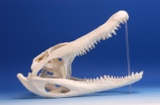 Schädel Krokodil Schädel Krokodil