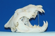 Schädel Löwe Schädel Löwe