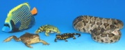 Reptilien Amphibien Fische Reptilien Amphibien Fische