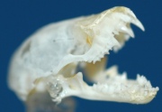 Schädel Fledermaus Schädel Fledermaus