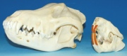 Schädel Wolf/ Biber Schädel Wolf/ Biber