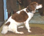 Münsterländer sitzend Münsterländer sitzend