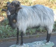 Haidschnuggenschaf Haidschnuggenschaf