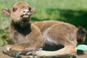 Kalb liegend Kalb liegend