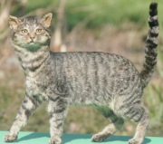 Katze laufend Katze laufend