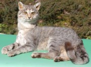 Katze liegend Katze liegend