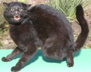 schwarze Katze fauchend schwarze Katze fauchend