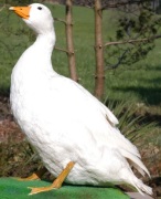weisse Gans weisse Gans