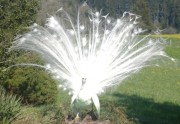 weisser Pfau Rad schlagend weisser Pfau Rad schlagend