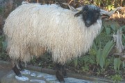 Zackelschaf Zackelschaf