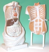 Nr. 720/4 Lips Torso um 1870 Paris Nr. 720/4 Lips Torso um 1870 Paris