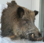 Wildschwein Wildschwein