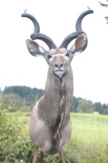 Kudu Antilope Kudu Antilope