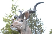 Kudu Antilope Detail Kudu Antilope Detail