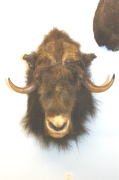 Moschus Ochse Moschus Ochse