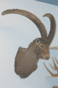 Steinock Steinock