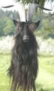 Wallisser Ziegenbock starkes Haupt Wallisser Ziegenbock starkes Haupt
