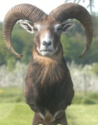 Muffelwidder Haupt Muffelwidder Haupt
