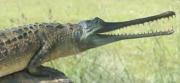 Ganges Gavial ( Krokodil) Kopf Ganges Gavial ( Krokodil) Kopf