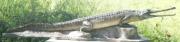 Ganges Gavial ( Krokodil) Ganges Gavial ( Krokodil)