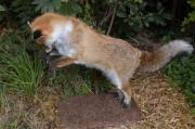 Fuchs beim Mäusefang Fang geschlossen Fuchs beim Mäusefang Fang geschlossen