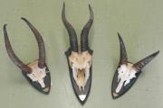 Div. kleine Antilopen Afrika Div. kleine Antilopen Afrika