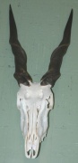 Elenantilope Elenantilope