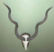 Grosse Kuduantilope Grosse Kuduantilope