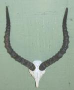 Impalaantilope Impalaantilope