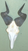 Kongoni Kongoni