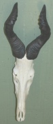 Kuhantilope Kuhantilope
