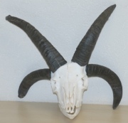 4-Hornschaf 4-Hornschaf