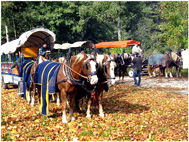 Der Schwäbische Wegelagerer, Tal der Laucher, Pferdespezialist, Kutschfahrt, Vierspänner, Wachholderheide, Wiesenlandschaften, Waldlandschaften