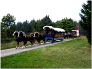 Pferdespezialist, Kutschfahrt, Vierspänner, Wachholderheide, Wiesenlandschaften, Waldlandschaften