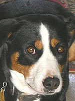 Entlebucher Sennenhund auf dem Urfreibergerhof
