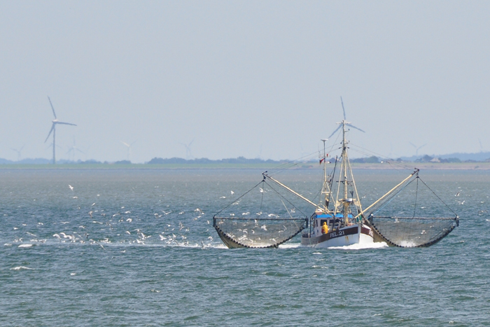 Krabbenfischer vor der Insel Pellworm
