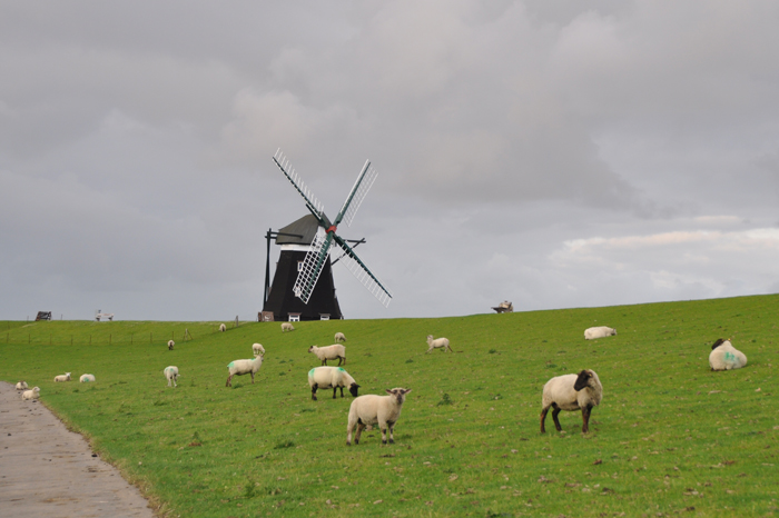 Am Deich der Nordermühle auf Pellworm
