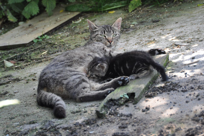 Katzen-Kinderstube auf dem Ferienhof Harrsen, Insel Pellworm