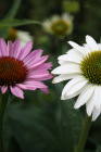 Blumenzeit