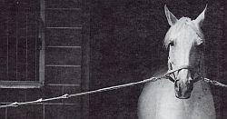 Security-Rope